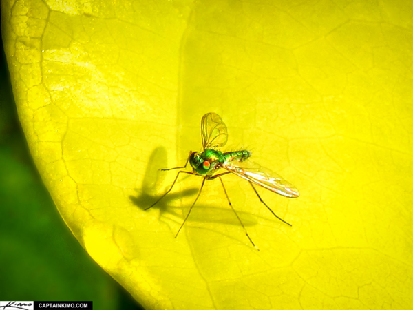 Insect macro photography 20 40 Most Breathtaking Insect Macro Photos of 2011