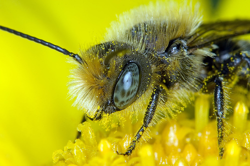 Insect macro photography 21 40 Most Breathtaking Insect Macro Photos of 2011