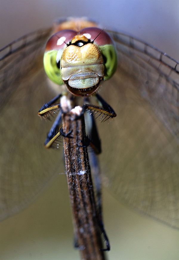 Insect macro photography 22 40 Most Breathtaking Insect Macro Photos of 2011