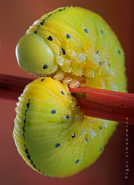 Insect macro photography 23 40 Most Breathtaking Insect Macro Photos of 2011