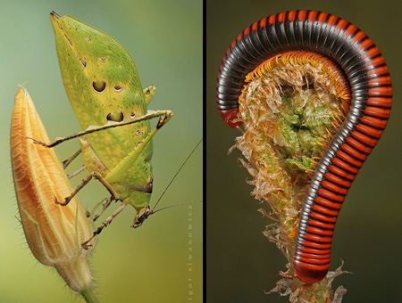 Insect macro photography 24 40 Most Breathtaking Insect Macro Photos of 2011