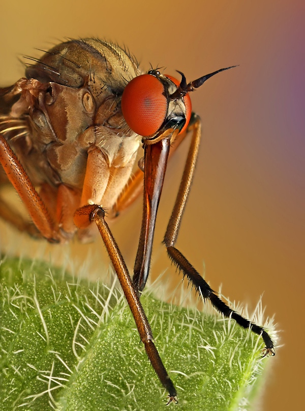 Insect macro photography 25 40 Most Breathtaking Insect Macro Photos of 2011