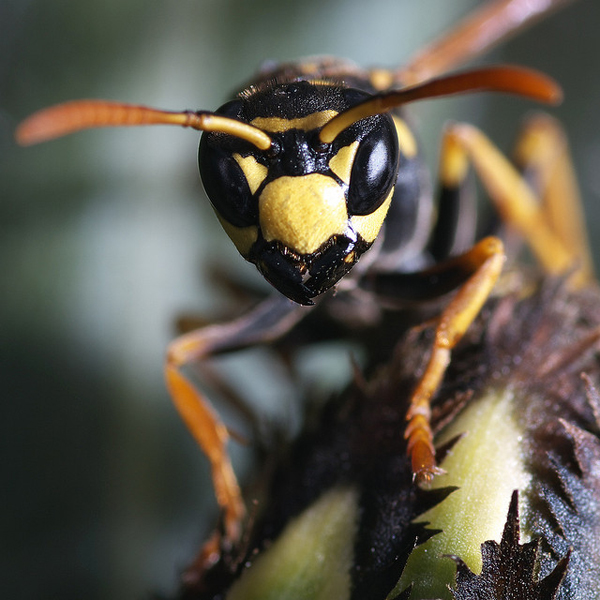 Insect macro photography 26 40 Most Breathtaking Insect Macro Photos of 2011