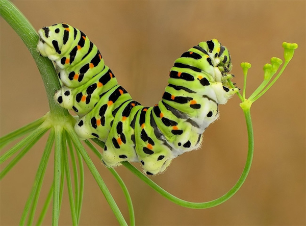 Insect macro photography 27 40 Most Breathtaking Insect Macro Photos of 2011
