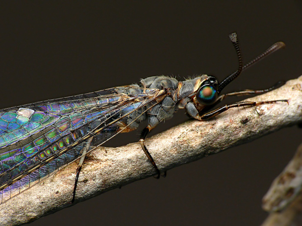 Insect macro photography 28 40 Most Breathtaking Insect Macro Photos of 2011