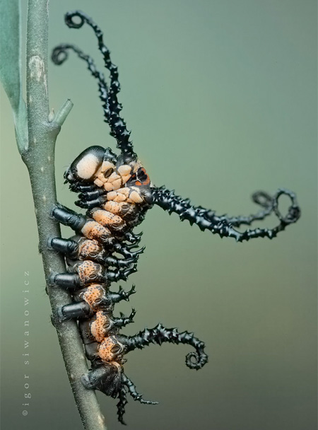 Insect macro photography 29 40 Most Breathtaking Insect Macro Photos of 2011