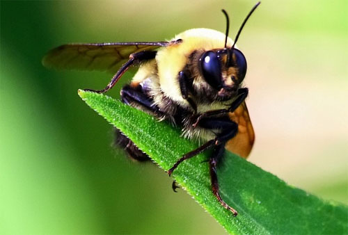 Insect macro photography 30 40 Most Breathtaking Insect Macro Photos of 2011