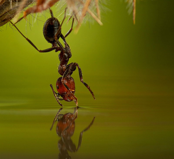 Insect macro photography 31 40 Most Breathtaking Insect Macro Photos of 2011