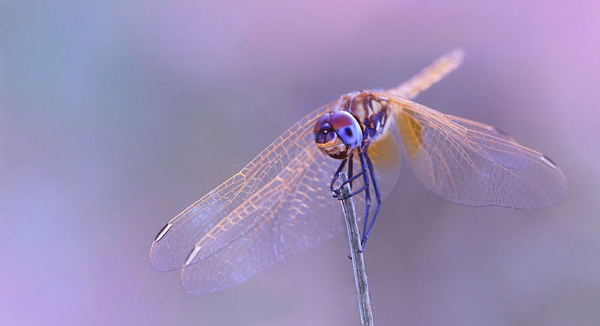 Insect macro photography 32 40 Most Breathtaking Insect Macro Photos of 2011