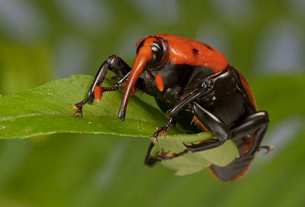 Insect macro photography 33 40 Most Breathtaking Insect Macro Photos of 2011