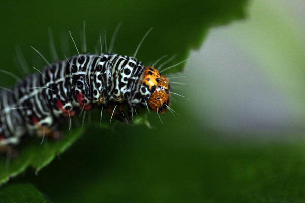 Insect macro photography 34 40 Most Breathtaking Insect Macro Photos of 2011