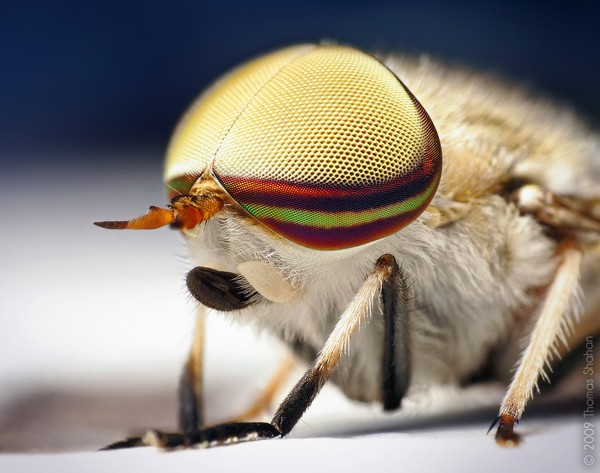 Insect macro photography 35 40 Most Breathtaking Insect Macro Photos of 2011