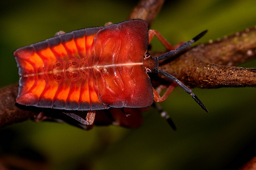 Insect macro photography 36 40 Most Breathtaking Insect Macro Photos of 2011