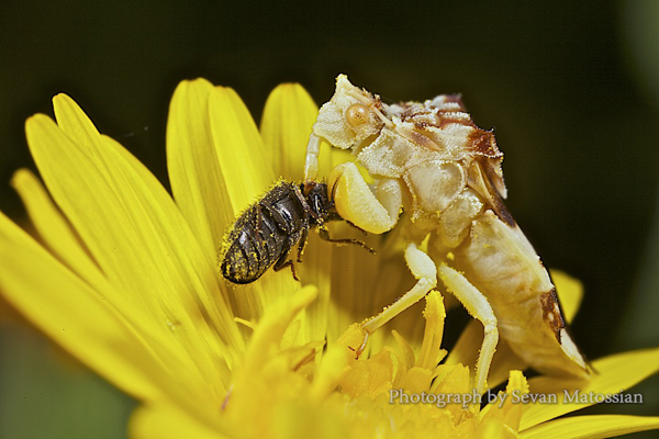 Insect macro photography 37 40 Most Breathtaking Insect Macro Photos of 2011