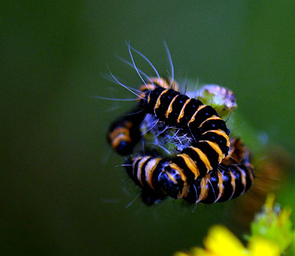 Insect macro photography 38 40 Most Breathtaking Insect Macro Photos of 2011