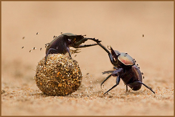 Insect macro photography 39 40 Most Breathtaking Insect Macro Photos of 2011