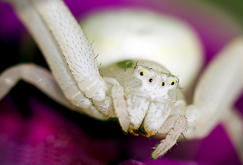 Insect macro photography 4 40 Most Breathtaking Insect Macro Photos of 2011