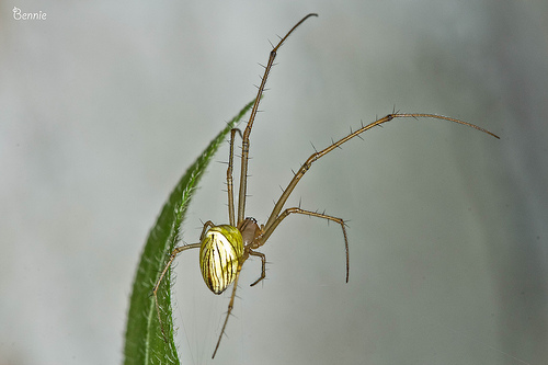 Insect macro photography 40 40 Most Breathtaking Insect Macro Photos of 2011