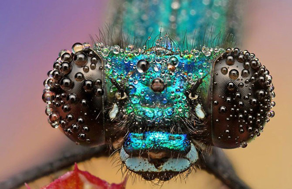 Insect macro photography 5 40 Most Breathtaking Insect Macro Photos of 2011