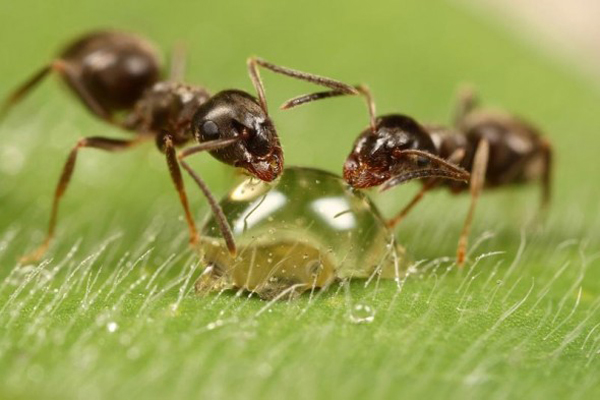 Insect macro photography 6 40 Most Breathtaking Insect Macro Photos of 2011