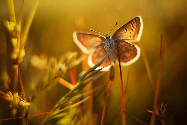 Insect macro photography 7 40 Most Breathtaking Insect Macro Photos of 2011