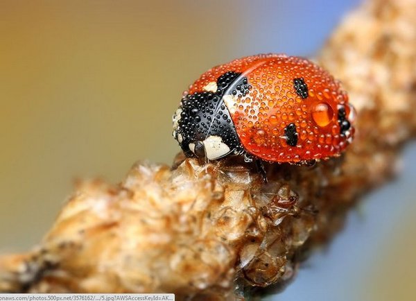 Insect macro photography 8 40 Most Breathtaking Insect Macro Photos of 2011