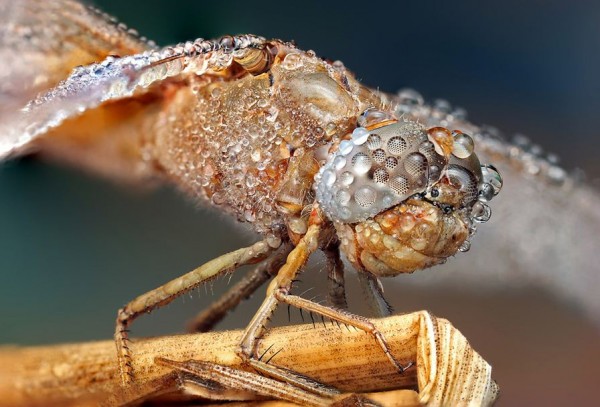Insect macro photography 9 40 Most Breathtaking Insect Macro Photos of 2011