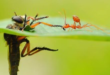 Insect-macro-photography-THUMB