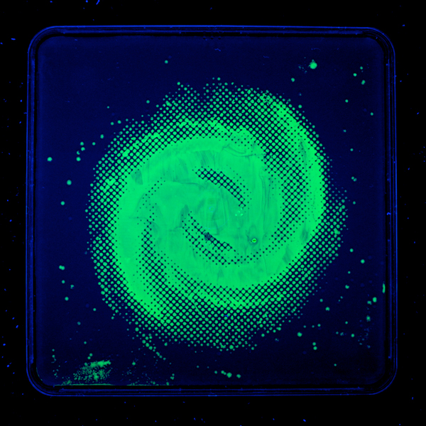 Bacteriography unique art microbiologist Zachary Copfer 2 Bacteriography   The Unique Art of Microbiologist Zachary Copfer