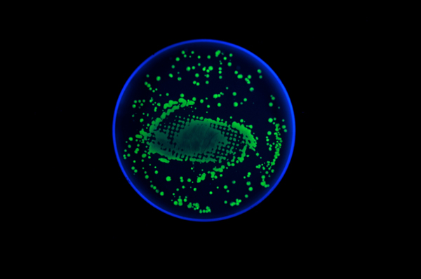 Bacteriography unique art microbiologist Zachary Copfer 3 Bacteriography   The Unique Art of Microbiologist Zachary Copfer