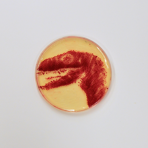 Bacteriography unique art microbiologist Zachary Copfer 4 Bacteriography   The Unique Art of Microbiologist Zachary Copfer