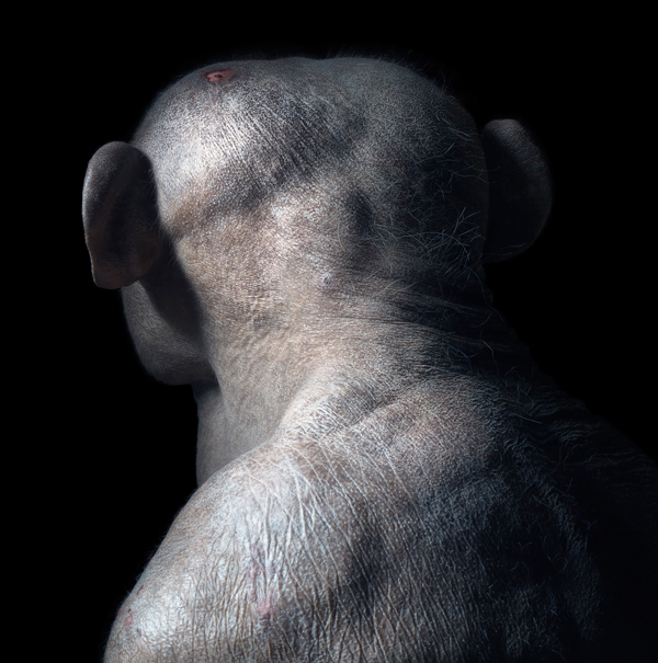0004 Jambo Head copy More Than Human Book and Exhibition by Renowned Photographer Tim Flach