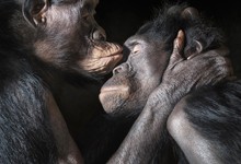 0012_Bonobos_kiss-copy-THUMB