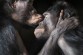 0012_Bonobos_kiss-copy-THUMB