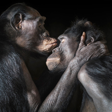 0012_Bonobos_kiss-copy-THUMB