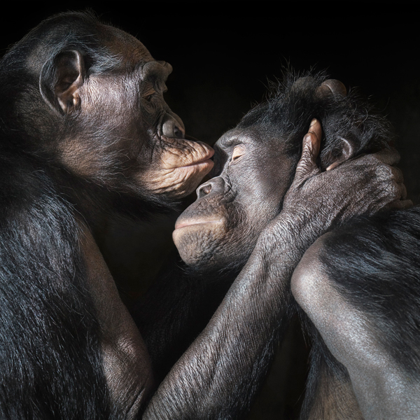 0012 Bonobos kiss copy More Than Human Book and Exhibition by Renowned Photographer Tim Flach