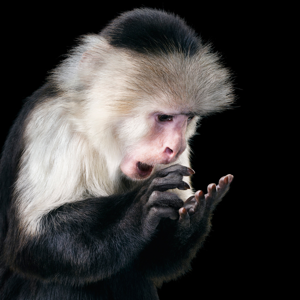 0013 Capuchin copy More Than Human Book and Exhibition by Renowned Photographer Tim Flach