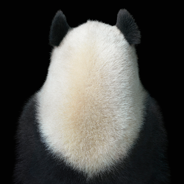0020 Panda Back copy More Than Human Book and Exhibition by Renowned Photographer Tim Flach