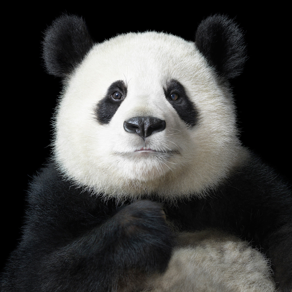 0021 Panda Portrait copy More Than Human Book and Exhibition by Renowned Photographer Tim Flach