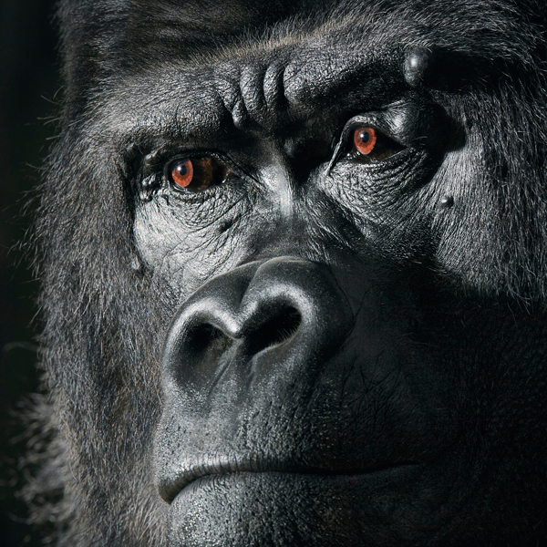 0026 Gorilla Portrait copy More Than Human Book and Exhibition by Renowned Photographer Tim Flach