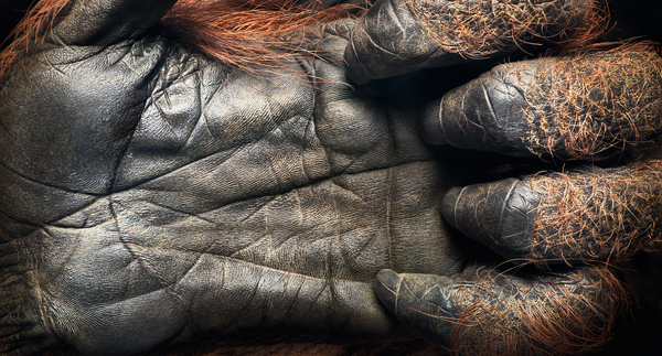 0027 Orangutan Handflatten press crop More Than Human Book and Exhibition by Renowned Photographer Tim Flach