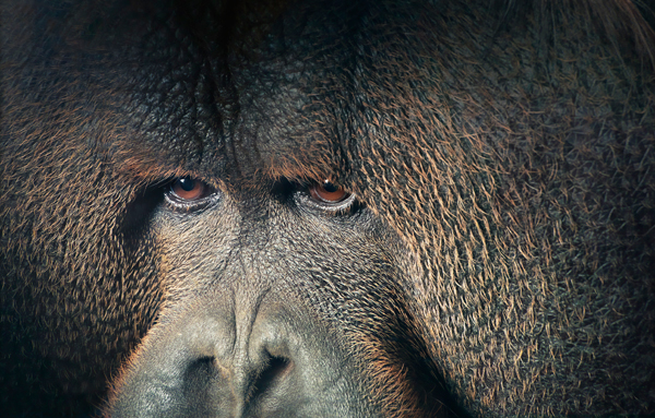 0028 Orangutan Eyes Lookin copy More Than Human Book and Exhibition by Renowned Photographer Tim Flach