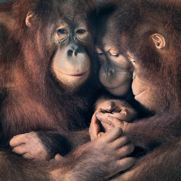 0029 Orangutan group copy More Than Human Book and Exhibition by Renowned Photographer Tim Flach