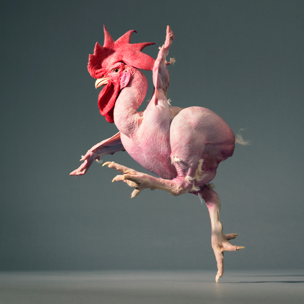 0034 Running chicken copy More Than Human Book and Exhibition by Renowned Photographer Tim Flach
