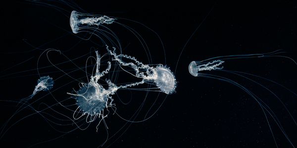 0046 East coast copy More Than Human Book and Exhibition by Renowned Photographer Tim Flach