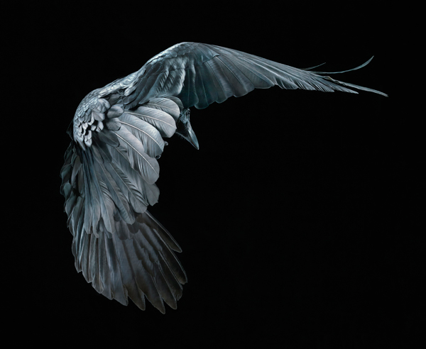 0059 Raven copy More Than Human Book and Exhibition by Renowned Photographer Tim Flach