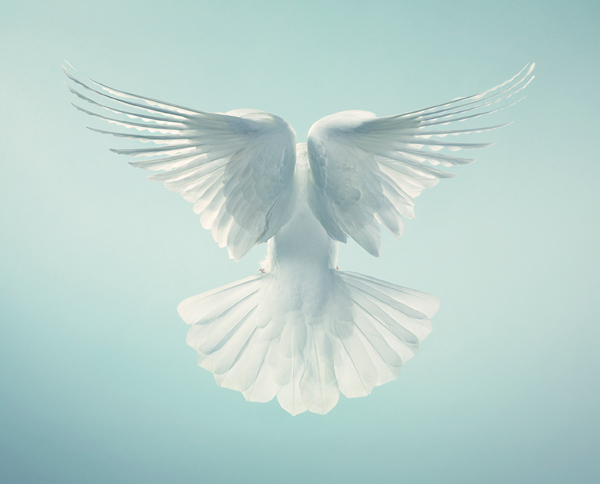 0060 Spirit copy More Than Human Book and Exhibition by Renowned Photographer Tim Flach