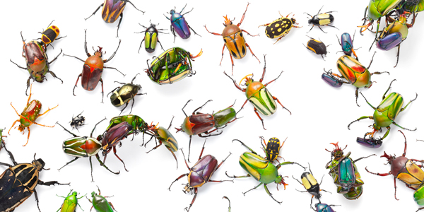 0067 Coloured beetles flat copy More Than Human Book and Exhibition by Renowned Photographer Tim Flach