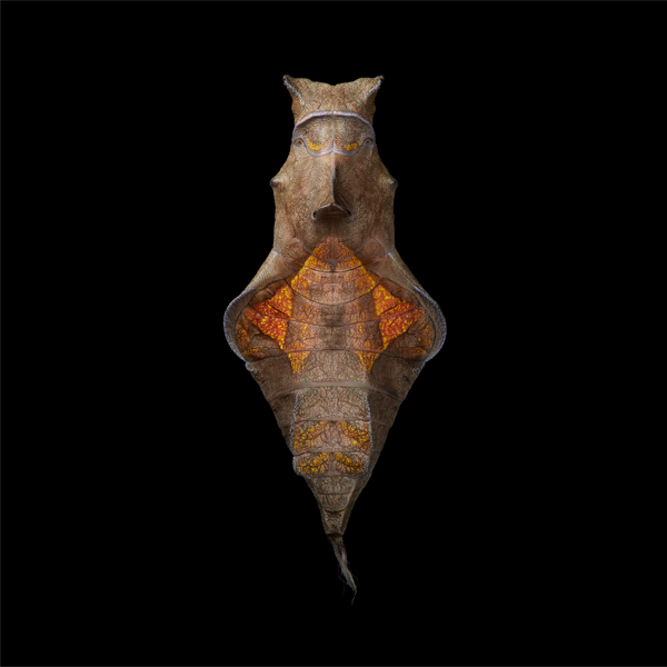 0069 South seas brown copy More Than Human Book and Exhibition by Renowned Photographer Tim Flach