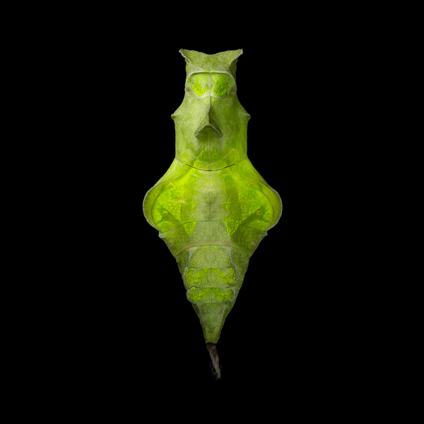 0069 South seas green copy More Than Human Book and Exhibition by Renowned Photographer Tim Flach